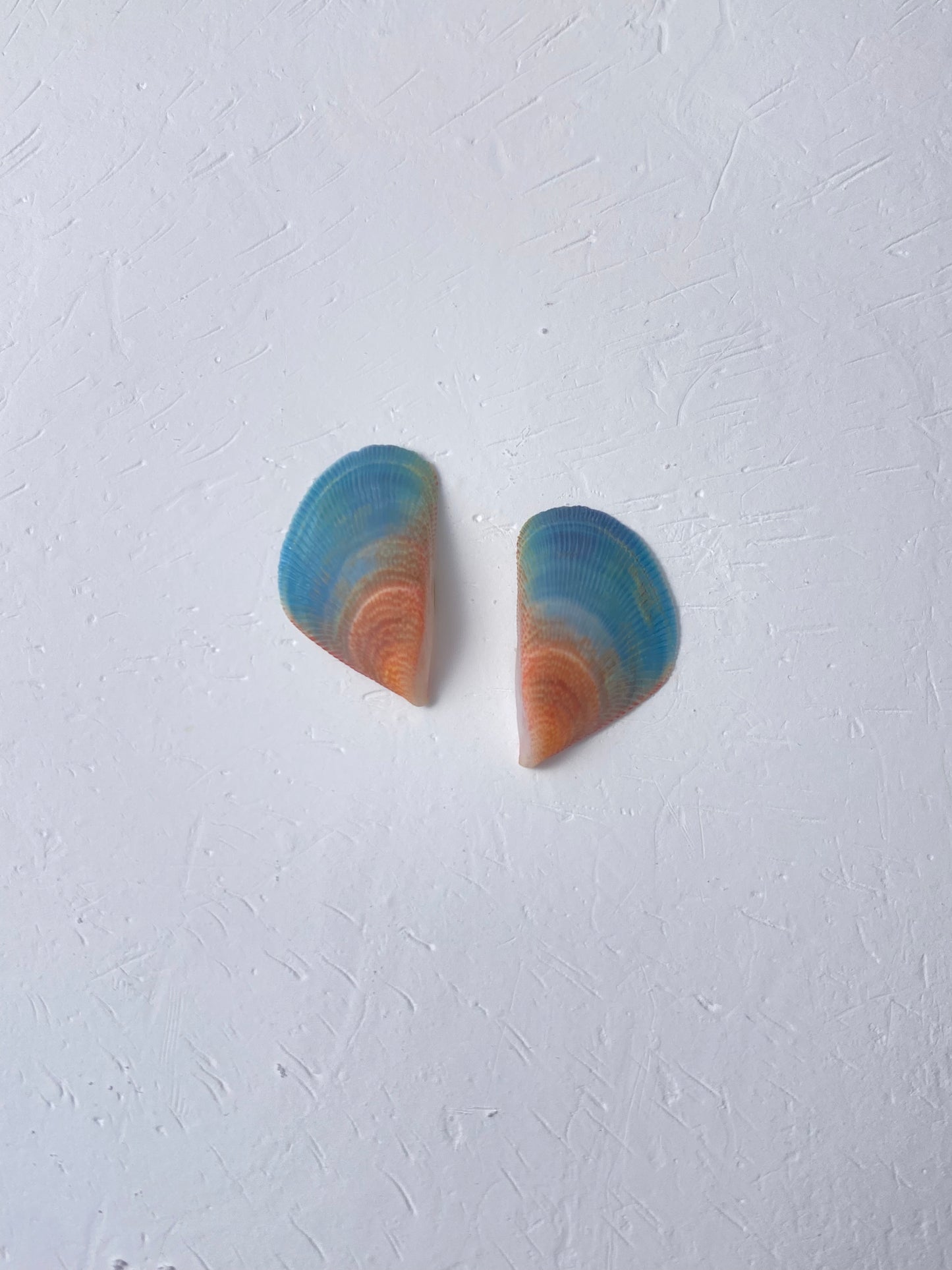 Rainbow Mussel Stud Earrings