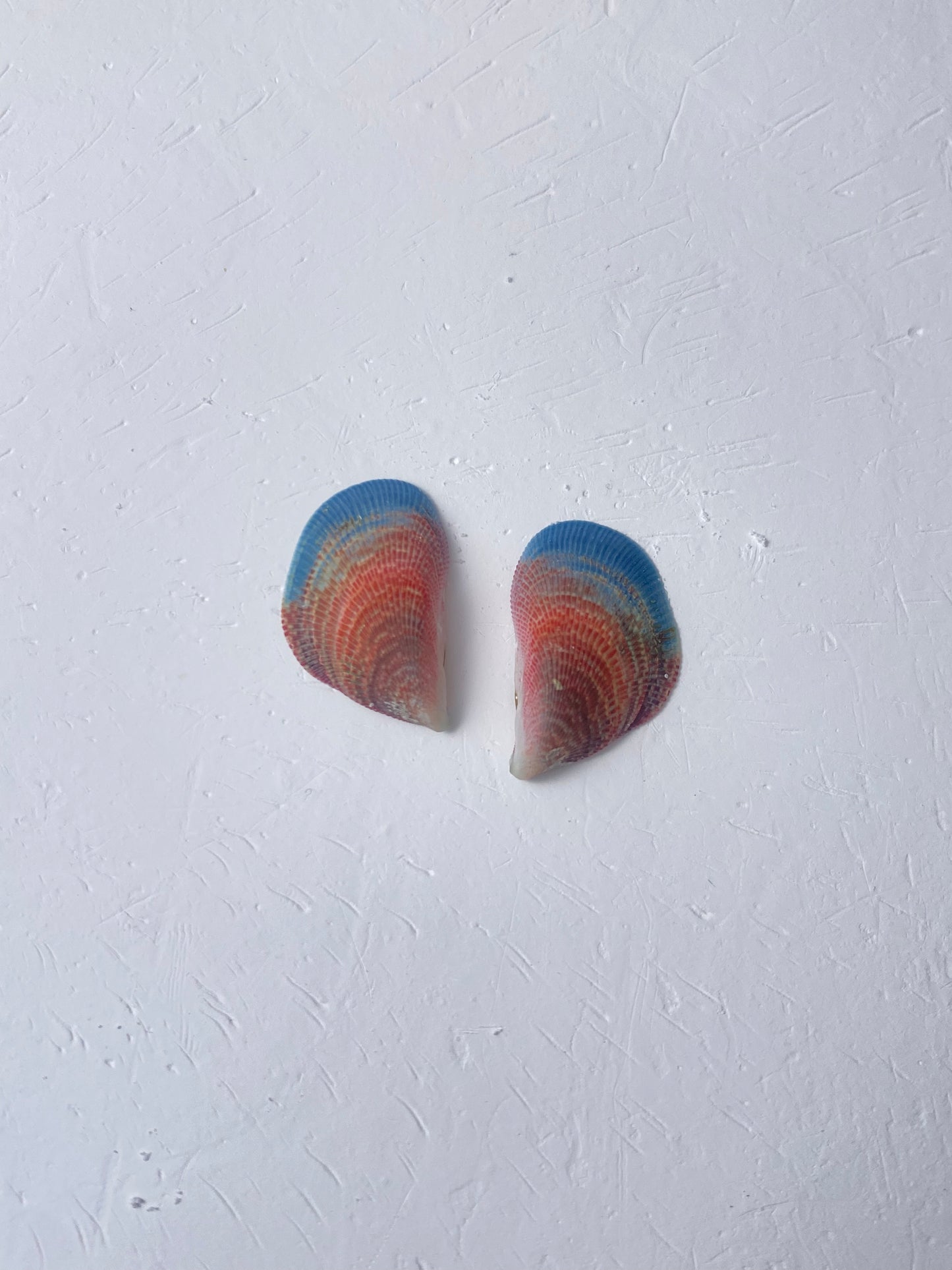Rainbow Mussel Stud Earrings