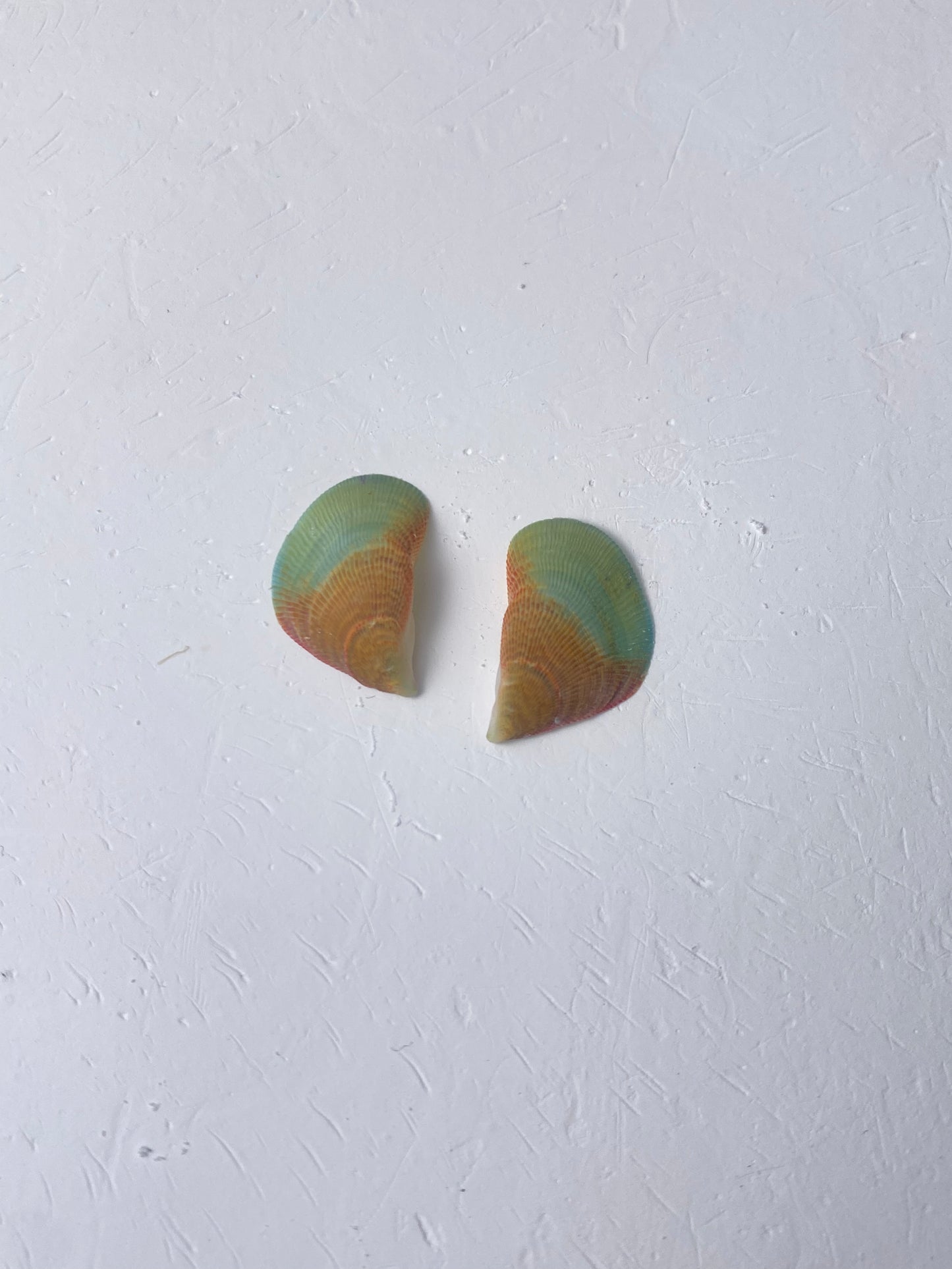 Rainbow Mussel Stud Earrings