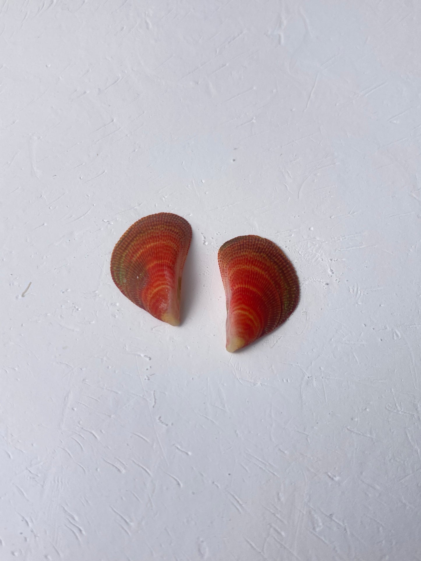 Rainbow Mussel Stud Earrings