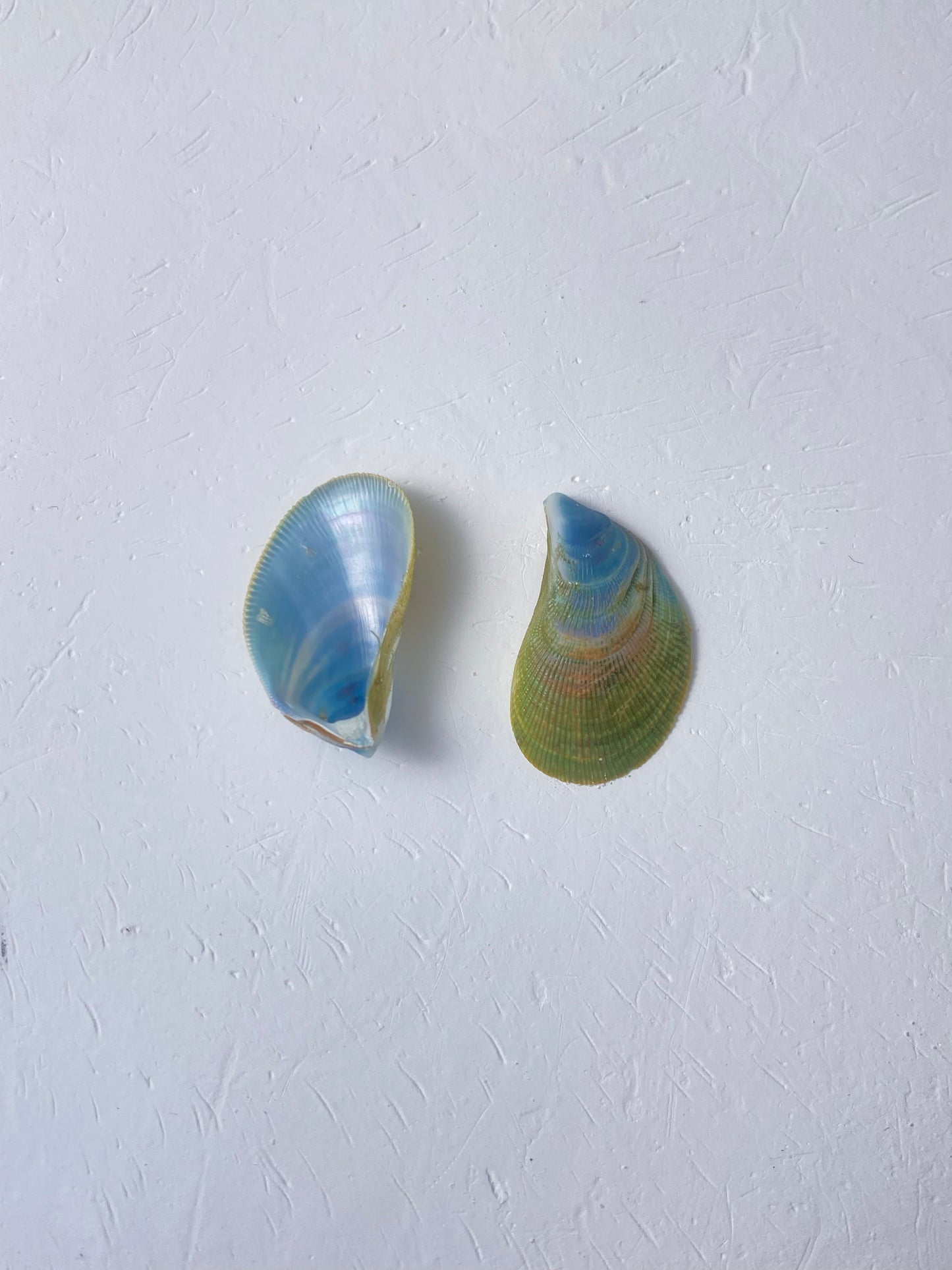 Rainbow Mussel Pearl Pendant Necklace