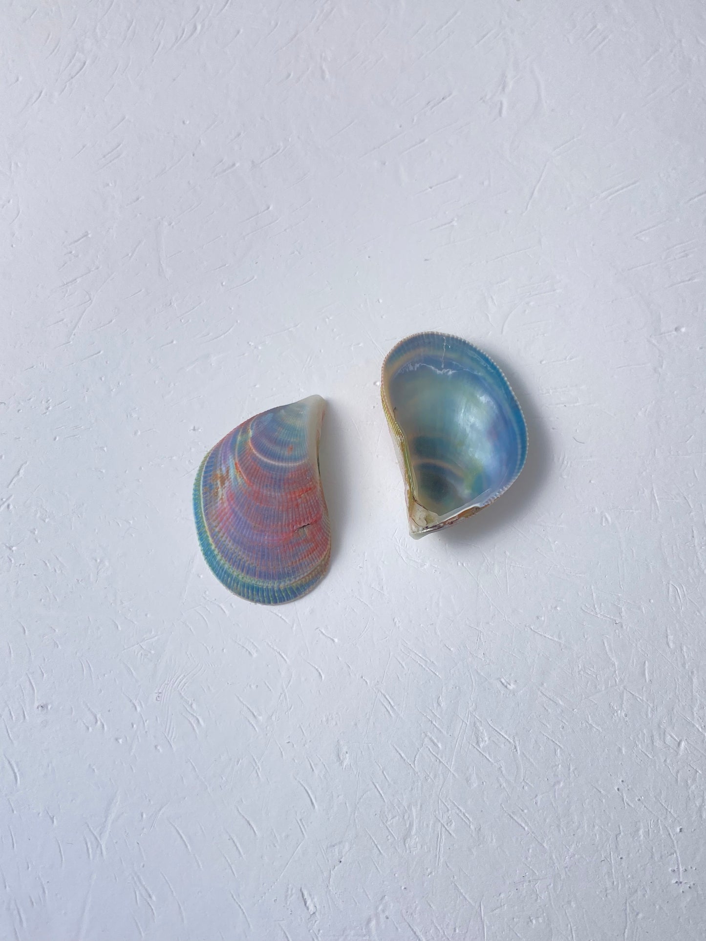 Rainbow Mussel Pearl Pendant Necklace