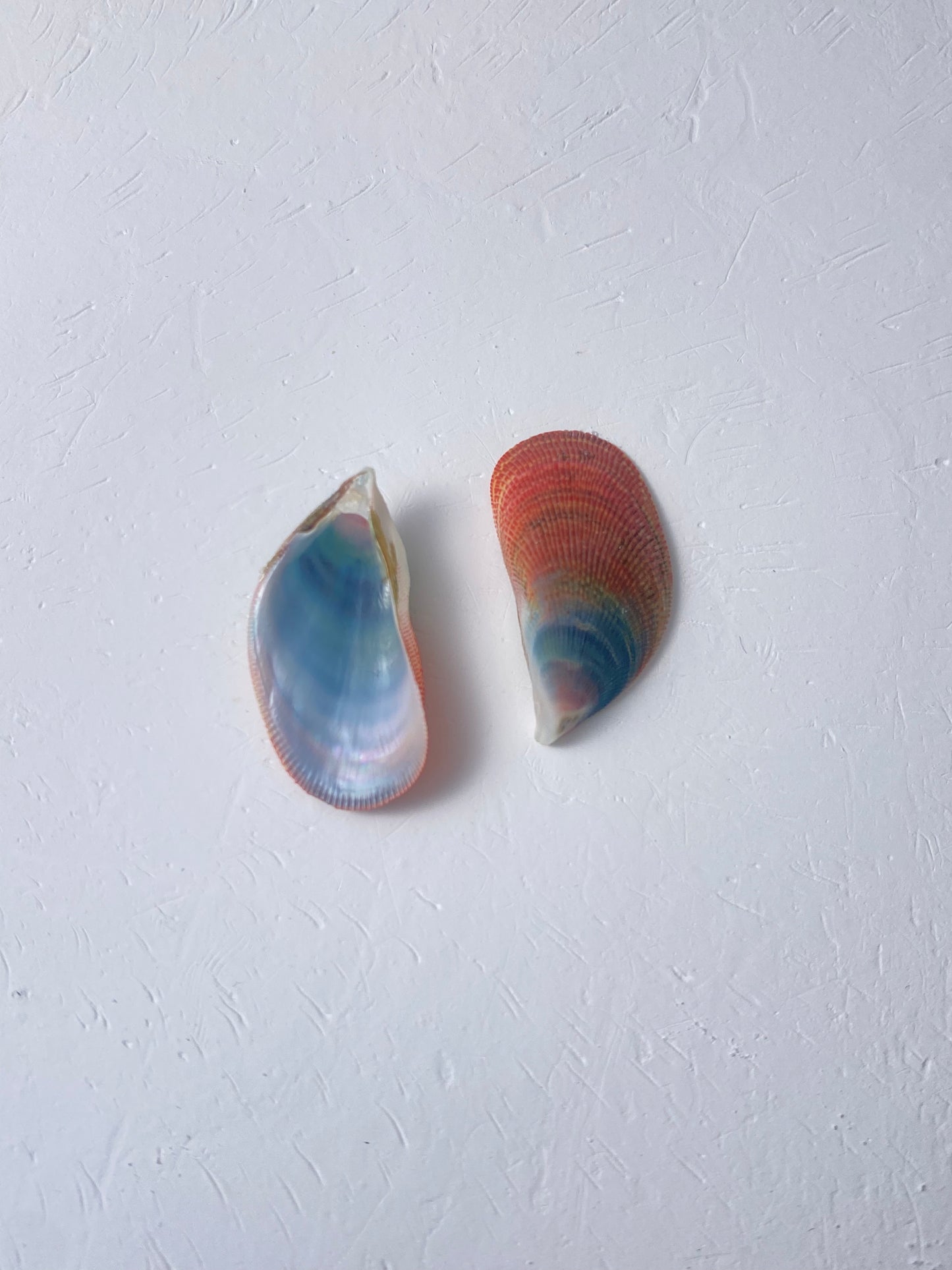 Rainbow Mussel Pearl Pendant Necklace