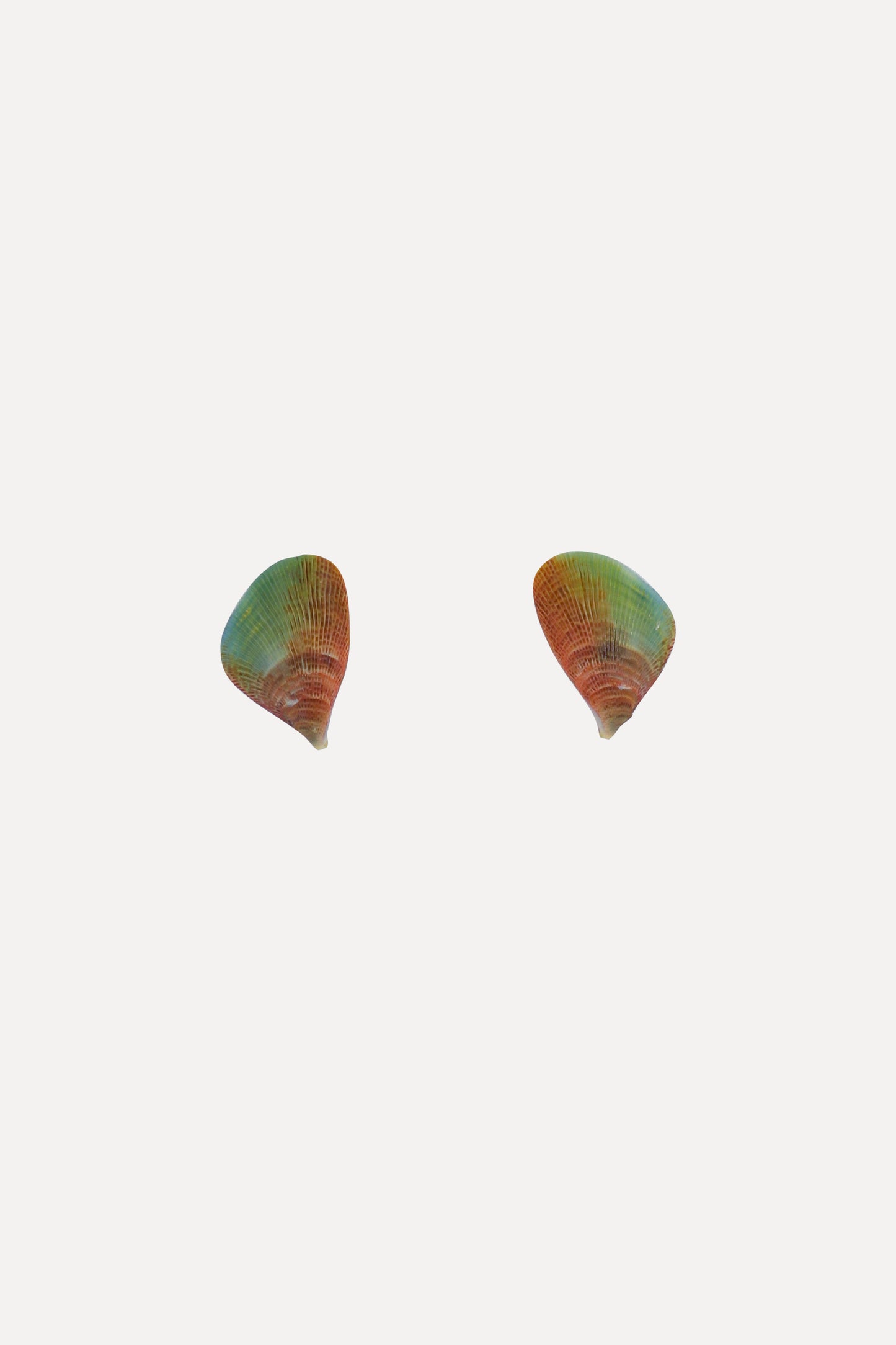 Rainbow Mussel Stud Earrings